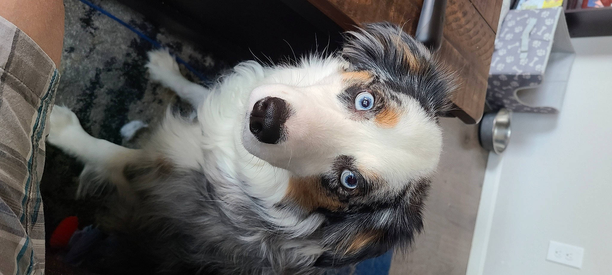 Colby is registered to the contest to win money with this photo: canidae, carnivore, close_up, companion_dog, dog, dog_breed, ear, eyelash, fawn, fur, jaw, paw, puppy, snout, sporting_group, terrestrial_animal, toy_dog, whiskers, working_animal, working_dog