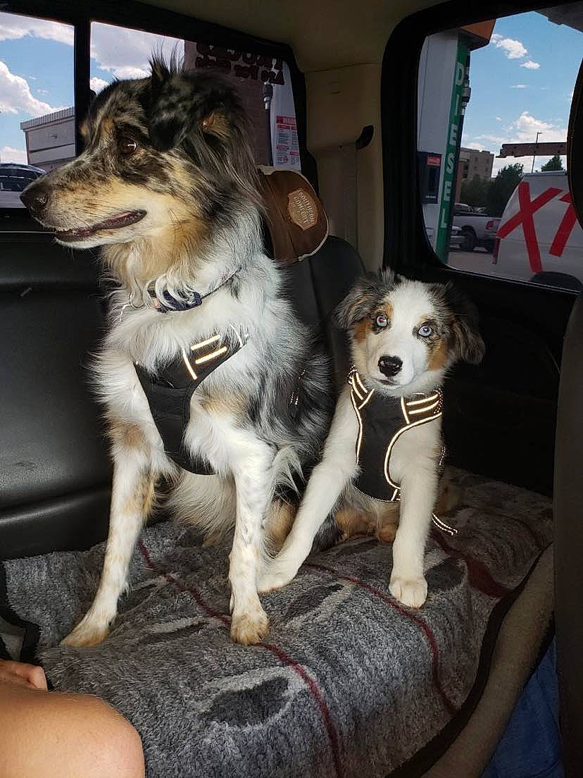 Colby joined the competition — help win amazing prizes! canidae, carnivore, cloud, companion_dog, couch, dog, dog_breed, dog_supply, fawn, fur, non_sporting_group, puppy, sky, snout, sporting_group, toy_dog, working_animal, working_dog