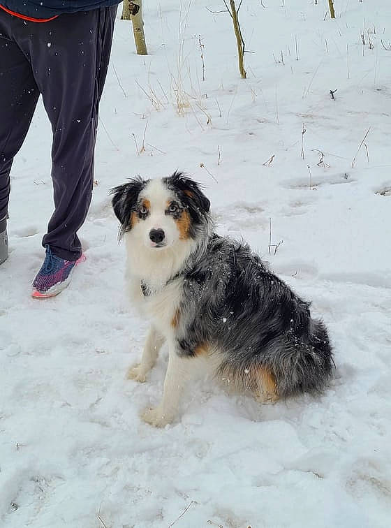 Colby is registered to the contest to win money with this photo: australian_shepherd, bernese_mountain_dog, canidae, cargo_pants, carnivore, companion_dog, dog, dog_breed, freezing, fur, herding_dog, snow, sporting_group, winter, working_dog