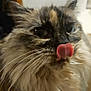 animal, cat, close_up, cute, domestic_cat, eyes, face, feline, fluffy, fur, indoor, licking, muzzle, nose, pet, portrait, soft, tabby, tongue, whiskers