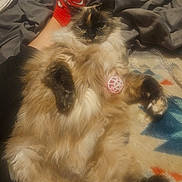 Catnis is registered to the contest to win money with this photo: animal, blanket, cat, cozy, cute, domestic, fluffy, foot, furry, indoor, lying_down, paw, pet, pink_toy, red_sock, relaxed, resting, sleepy, sock, toy