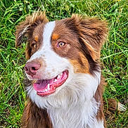 Koda participe au concours pour gagner de l'argent avec cette photo : dog, canine, pet, animal, grass, outdoor, nature, happy, tongue, fur, ears, mouth, teeth, nose, brown, white, portrait, closeup, smiling, eyes