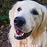 Marley participe au concours pour gagner de l'argent avec cette photo : dog, golden_retriever, pet, animal, outdoor, smiling, face, fur, mouth, teeth, happy, canine, nature, leaves, closeup, portrait, friendly, nose, ears, collar