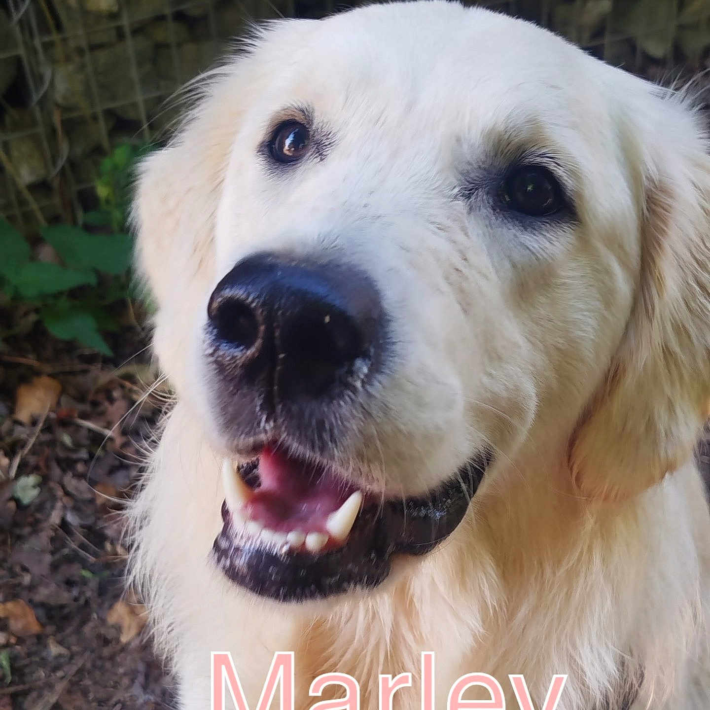 Marley