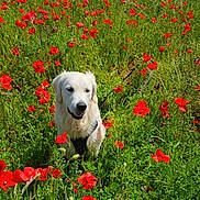 Marley participe au concours pour gagner de l'argent avec cette photo : dog, white_dog, flower_field, poppies, red_flowers, grass, outdoor, nature, sunlight, greenery, pet, canine, happy_dog, summer, meadow, animal, flora, spring, walking_leash, scenic