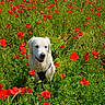 dog, white_dog, flower_field, poppies, red_flowers, grass, outdoor, nature, sunlight, greenery, pet, canine, happy_dog, summer, meadow, animal, flora, spring, walking_leash, scenic