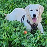 Marley a rejoint le concours — aidez-le/la à gagner de superbes lots ! dog, golden_retriever, puppy, grass, greenery, nature, outdoor, field, clover, happy, pet, animal, tongue_out, lying_down, canine, summer, sunlight, playful, cute, fur