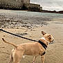 dog, beach, sand, water, leash, cloudy_sky, fortress, stone_wall, outdoor, animal, pet, canine, standing, wet_sand, coast, nature, daytime, sky, shore, landscape