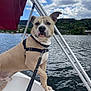 dog, water, lake, boat, harness, leash, outdoor, sky, clouds, trees, forest, nature, pet, animal, canine, adventure, vacation, summer, travel, scenic