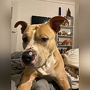 Sky participe au concours pour gagner de l'argent avec cette photo : dog, pet, indoor, bed, blanket, furniture, shelf, figurines, television, tan, white, closeup, animal, canine, ears, face, lying, curious, room, cozy