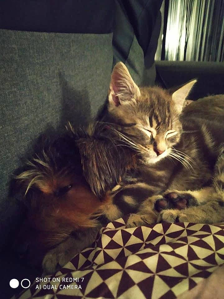 Ruben a rejoint le concours — aidez-le/la à gagner de superbes lots ! carnivore, cat, claw, cloud, comfort, darkness, domestic_short_haired_cat, felidae, fur, linens, metal, night, paw, photo_caption, sky, small_to_medium_sized_cats, square, tail, tints_and_shades, whiskers