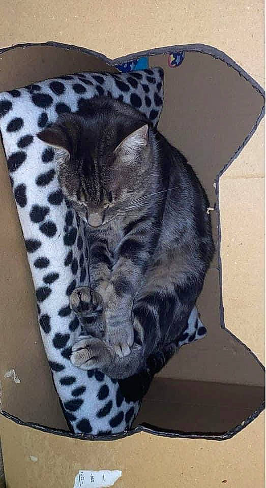 Ruben a rejoint le concours — aidez-le/la à gagner de superbes lots ! black_cat, carnivore, cat, cat_bed, cat_supply, comfort, domestic_short_haired_cat, felidae, foot, fur, grey, hat, human_leg, military_camouflage, pattern, paw, small_to_medium_sized_cats, snout, tail, whiskers