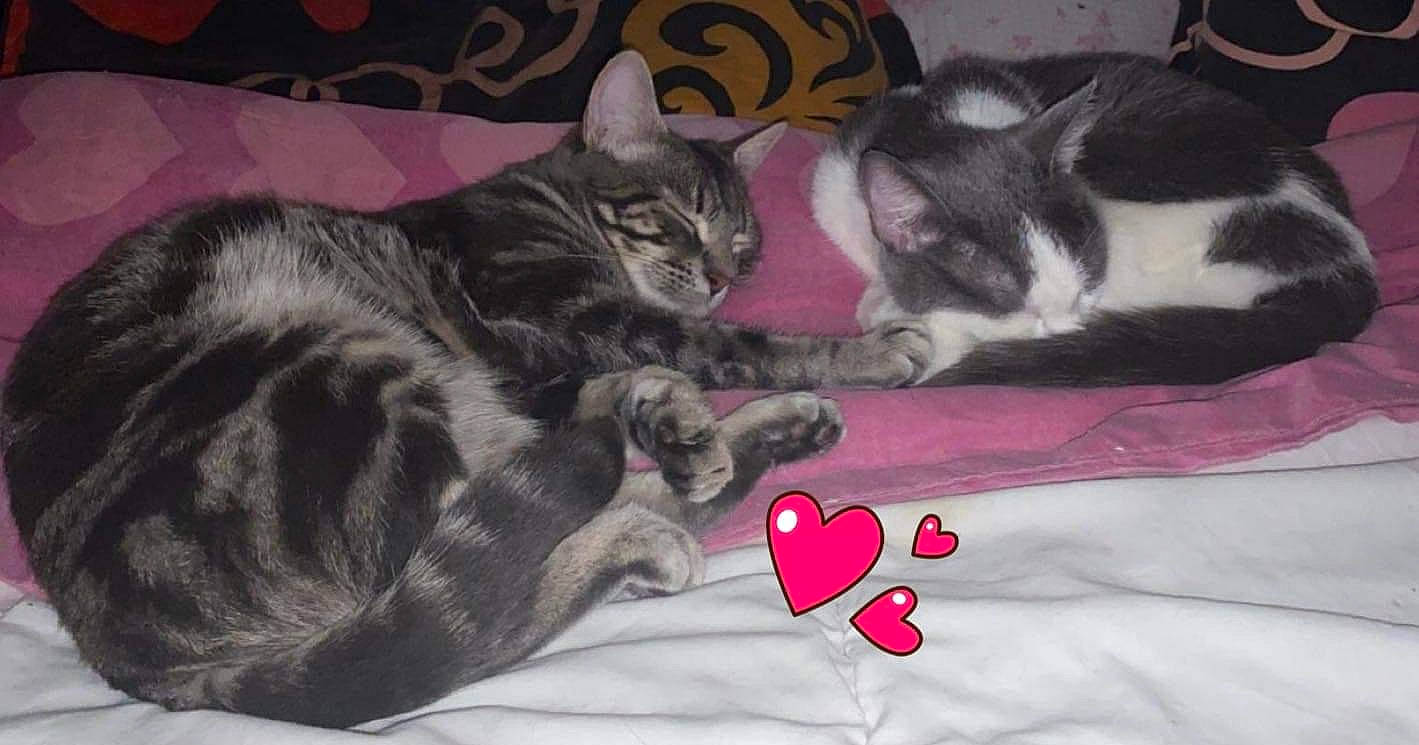 Ruben a rejoint le concours — aidez-le/la à gagner de superbes lots ! bed, black_cat, carmine, carnivore, cat, claw, comfort, domestic_short_haired_cat, felidae, fur, grey, linens, magenta, nap, paw, small_to_medium_sized_cats, snout, tail, vertebrate, whiskers