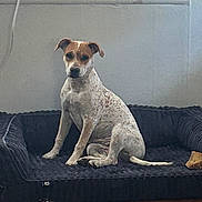 Aries is registered to the contest to win money with this photo: dog, dog_bed, indoor, wooden_floor, window, gray_wall, pet, animal, bone, sitting, calm, looking_at_camera, natural_light, plush, furniture, pet_accessory, brown_and_white, speckled, ears, tail