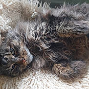 Tartine a rejoint le concours — aidez-le/la à gagner de superbes lots ! animal, cat, closeup, comfort, cozy, cute, eyes, fluffy, fur, indoor, knit_blanket, laying_down, pet, relaxed, resting, sleepy, soft, tabby, texture, whiskers