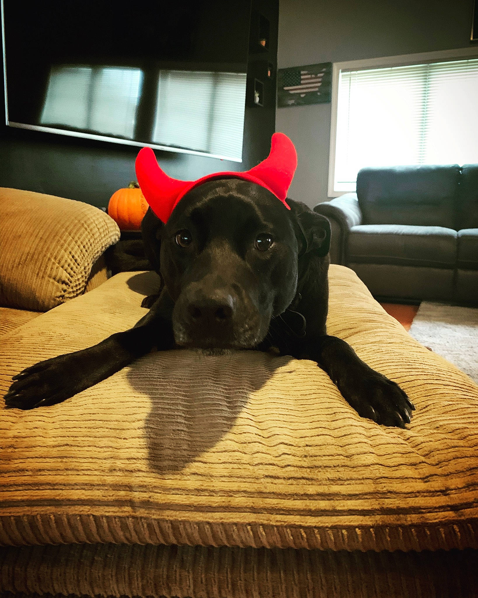 Morgan is registered to the contest to win money with this photo: canidae, carnivore, dog, dog_breed, ear, fawn, great_dane, guard_dog, labrador_retriever, mammal, non_sporting_group, puppy, snout, sporting_group