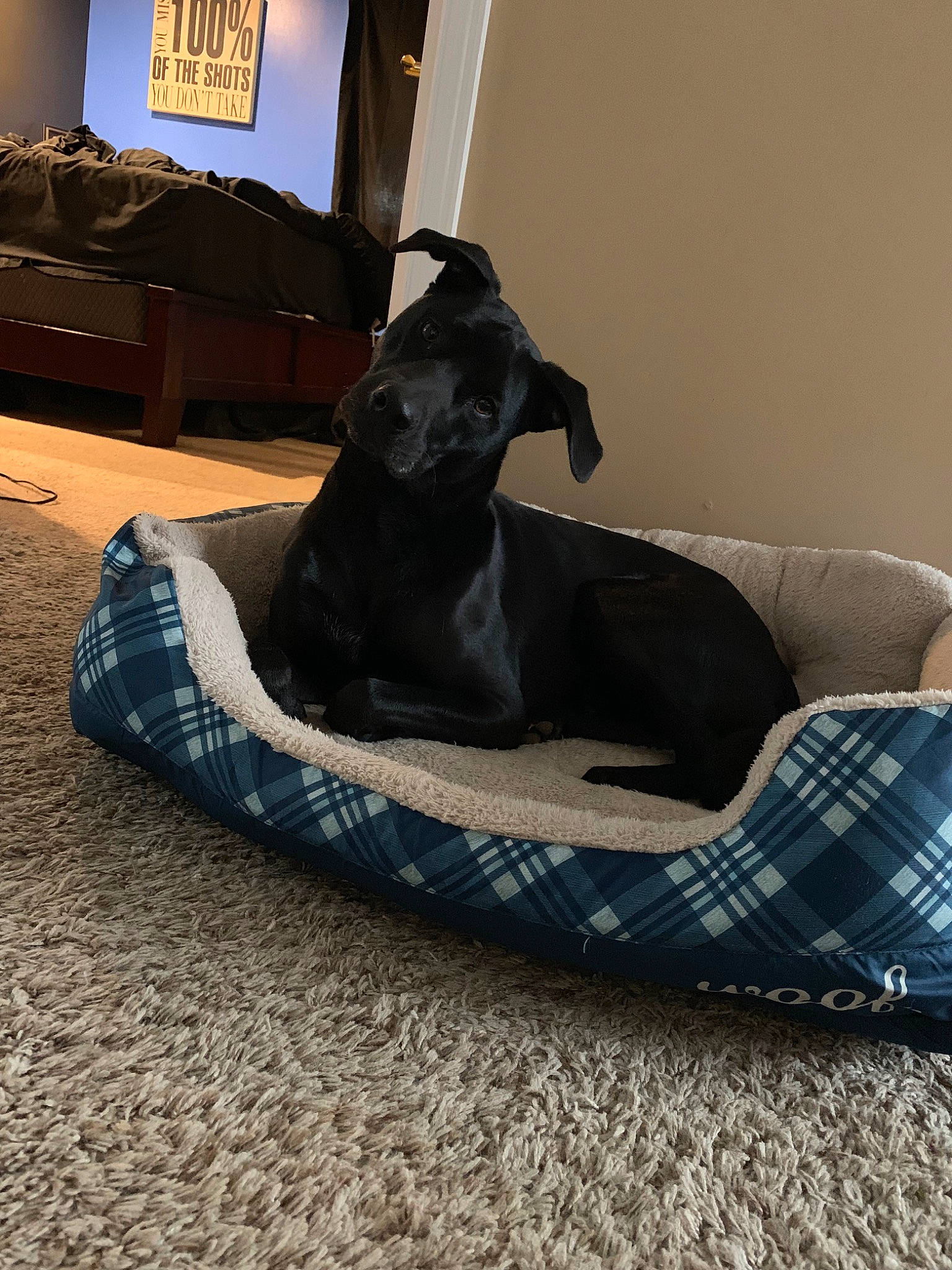Morgan is registered to the contest to win money with this photo: canidae, carnivore, comfort, companion_dog, couch, dog, dog_bed, dog_breed, furniture, plaid