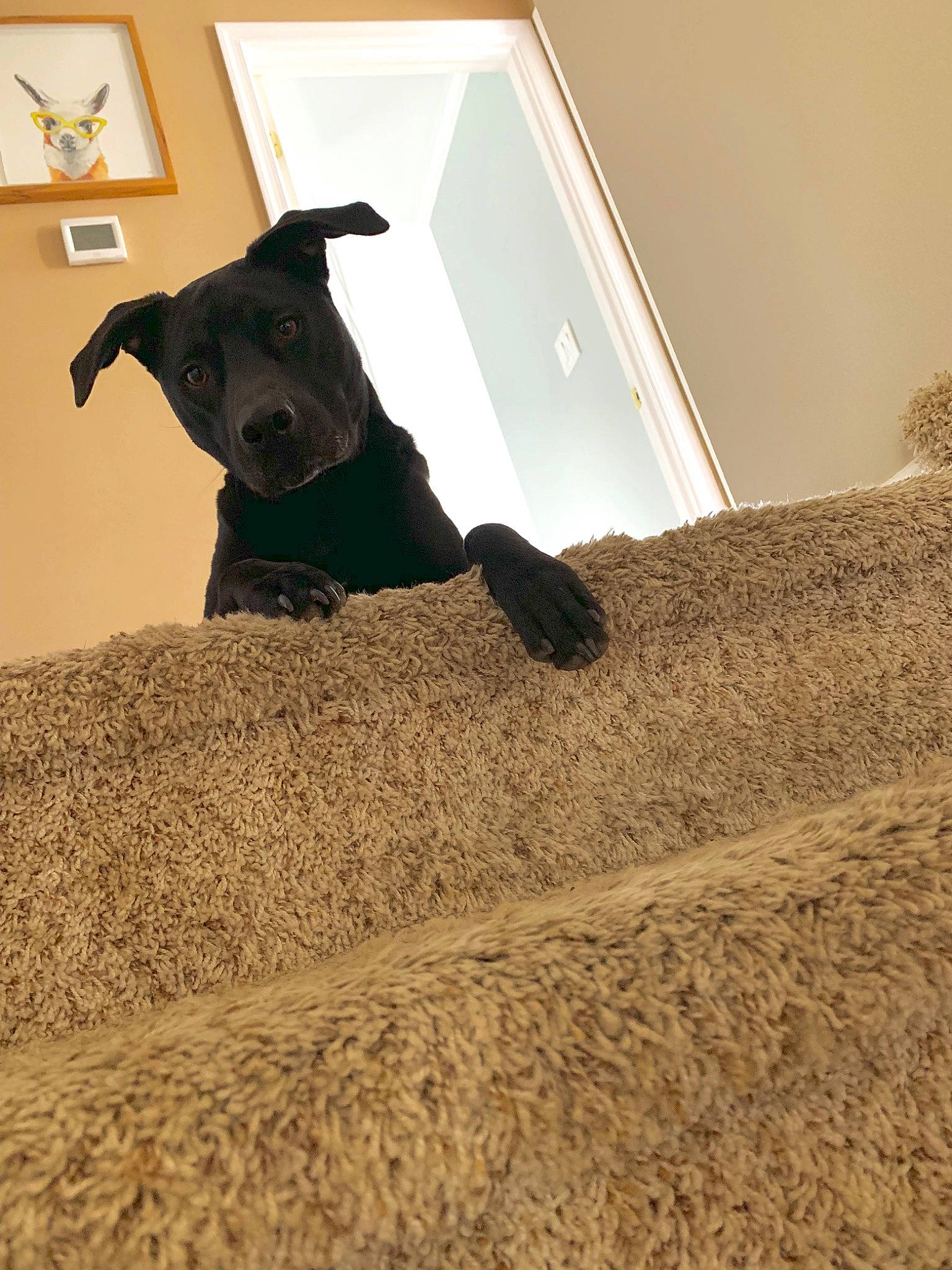 Morgan is registered to the contest to win money with this photo: canidae, carnivore, dog, dog_breed, floor, flooring, patterdale_terrier, puppy, snout, sporting_group