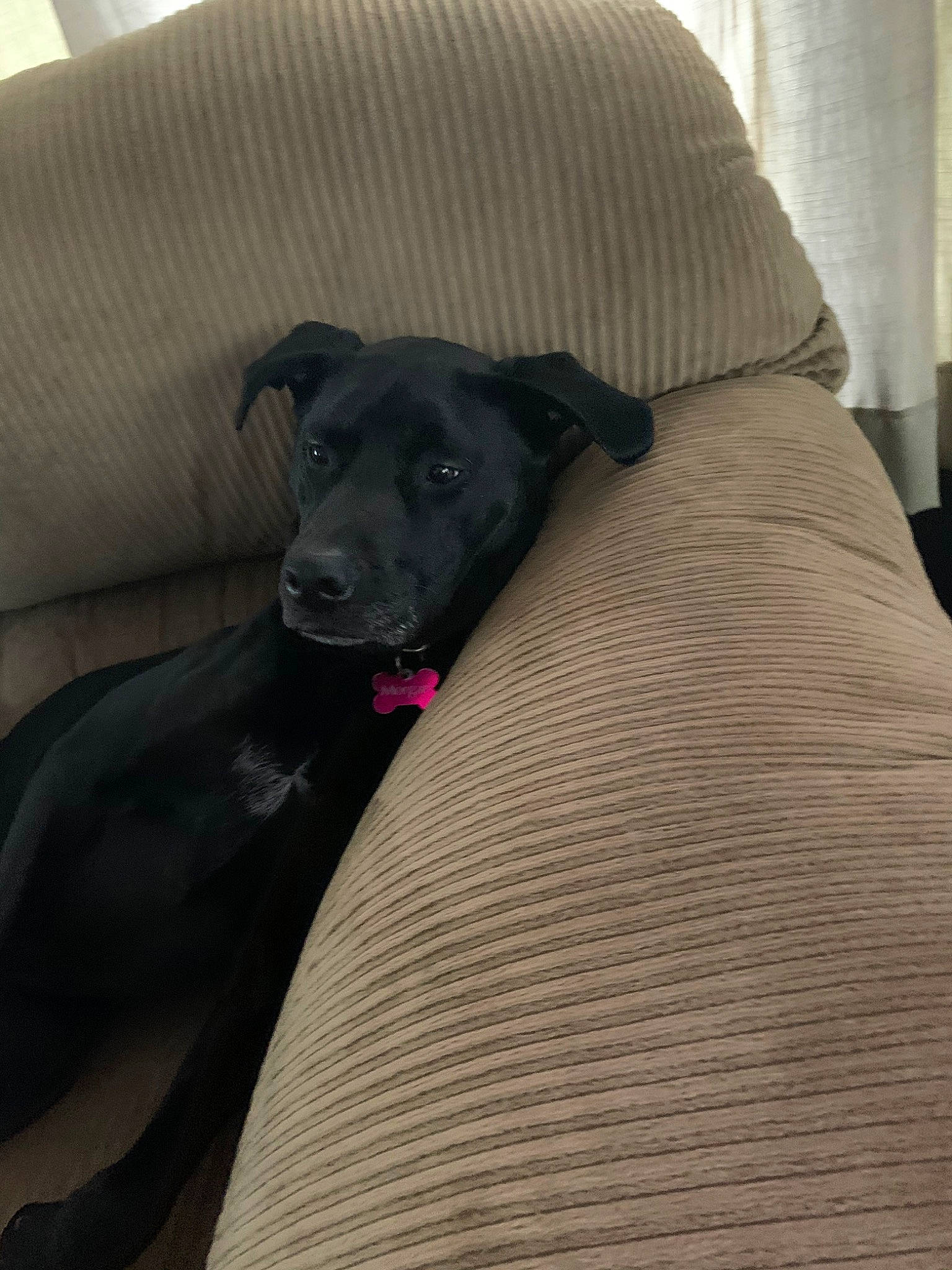 Morgan is registered to the contest to win money with this photo: bedding, canidae, carnivore, comfort, companion_dog, dog, dog_breed, furniture, labrador_retriever, linens, patterdale_terrier, pillow, puppy, sporting_group