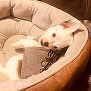 Bengi joined the competition — help win amazing prizes! dog, puppy, pet_bed, cozy, indoor, brown_couch, grey_shirt, cute, small_dog, relaxed, looking, ear_up, furniture, home, domestic, animal, companion, resting, comfortable, curious