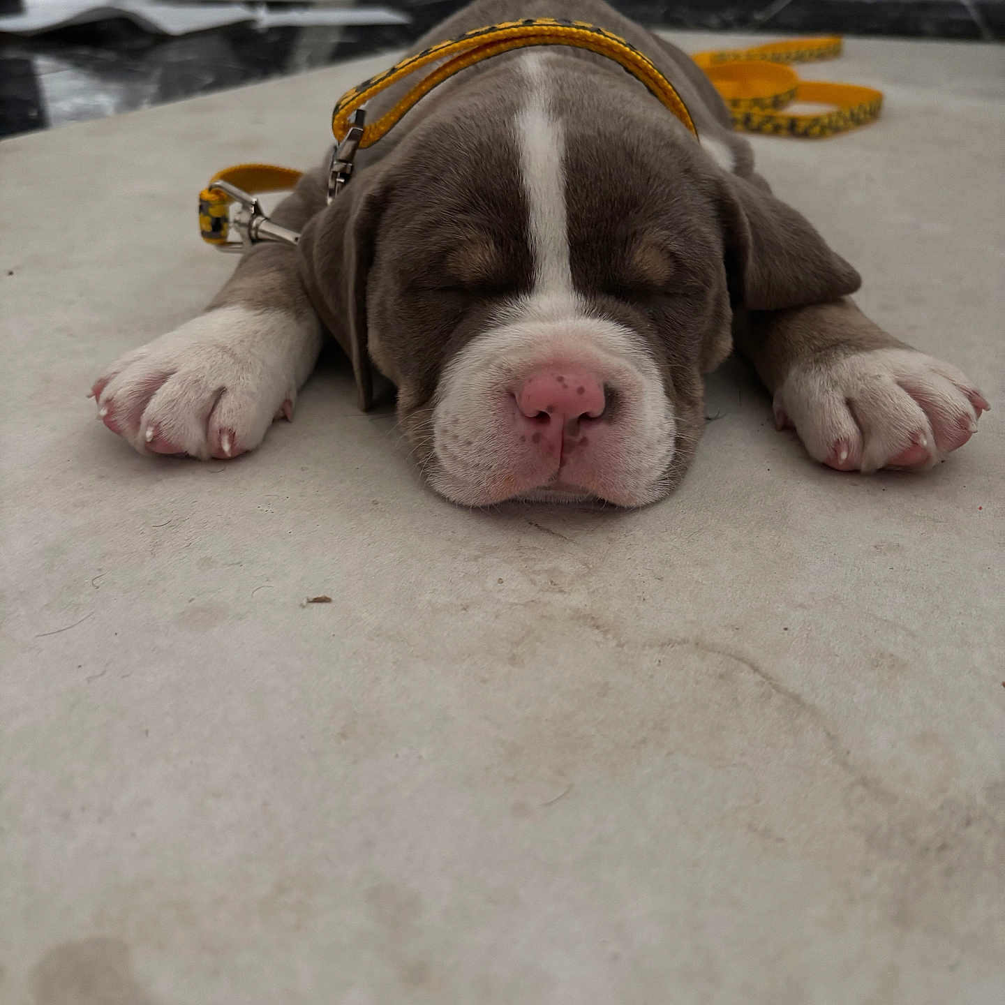 Mango is registered to the contest to win money with this photo: accessories, animal, bodypart, boxer, bulldog, canine, dog, finger, frenchbulldog, hound, machine, person, pet, pitbull, pointer, puppy, sleeping, snout, spoke, strap