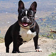Trixie Ramos is registered to the contest to win money with this photo: dog, french_bulldog, black_and_white, collar, tongue_out, outdoor, water, rocks, grass, pet, canine, happy, standing, sunlight, animal, smiling, short_hair, ears_up, nature, cute