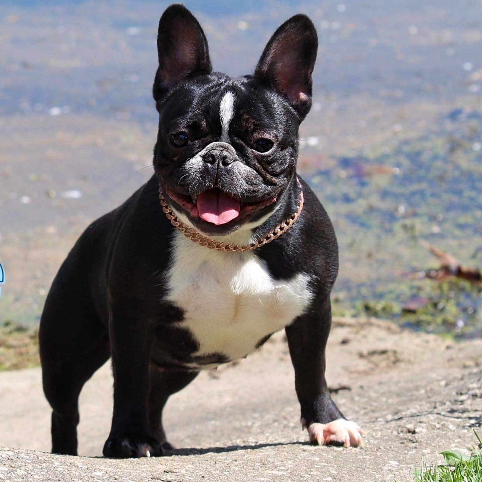 Trixie Ramos is registered to the contest to win money with this photo: animal, black_and_white, canine, collar, cute, dog, ears_up, french_bulldog, grass, happy, nature, outdoor, pet, rocks, short_hair, smiling, standing, sunlight, tongue_out, water