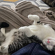 Perle participe au concours pour gagner de l'argent avec cette photo : animal, blanket, cat, comfort, cozy, cute, fur, home, indoor, napping, paw, pet, pink_nose, relaxed, resting, sleeping, soft_texture, tabby, tail, white_fur