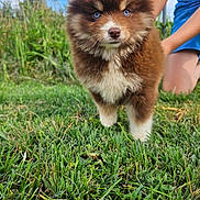 Bayla participe au concours pour gagner de l'argent avec cette photo : puppy, dog, grass, blue_eyes, brown_fur, white_fur, outdoor, person, shorts, kneeling, nature, cute, pet, animal, summer, young_dog, fluffy, playful, greenery, sunlight