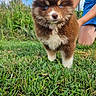 animal, blue_eyes, brown_fur, cute, dog, fluffy, grass, greenery, kneeling, nature, outdoor, person, pet, playful, puppy, shorts, summer, sunlight, white_fur, young_dog