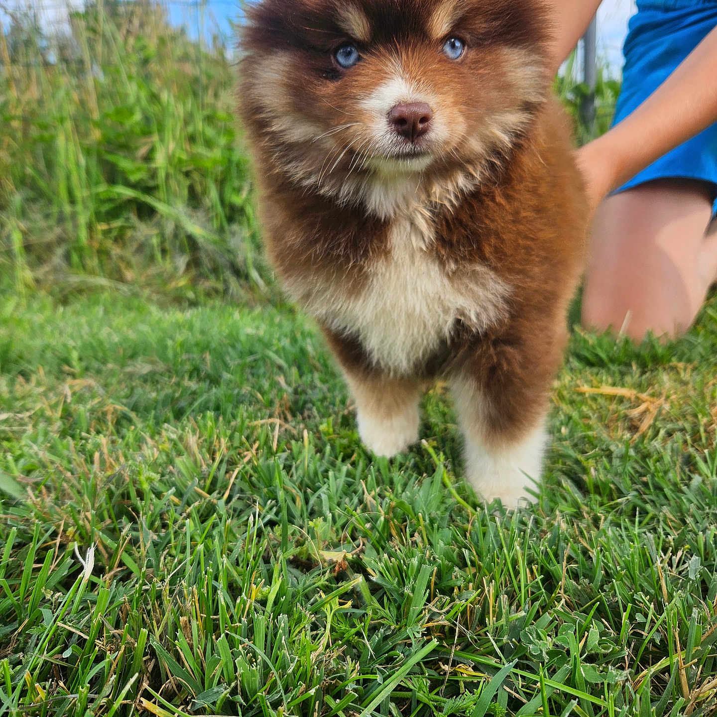 Bayla participe au concours pour gagner de l'argent avec cette photo : puppy, dog, grass, blue_eyes, brown_fur, white_fur, outdoor, person, shorts, kneeling, nature, cute, pet, animal, summer, young_dog, fluffy, playful, greenery, sunlight
