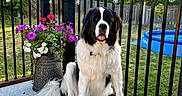 Rocky is registered to the contest to win money with this photo: backyard, black_and_white, deck, dog, fence, flowers, garden, happy, large_breed, outdoor, pet, pool, portrait, potted_plant, saint_bernard, sitting, string_lights, sunlight, tongue_out, trees