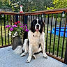 backyard, black_and_white, deck, dog, fence, flowers, garden, happy, large_breed, outdoor, pet, pool, portrait, potted_plant, saint_bernard, sitting, string_lights, sunlight, tongue_out, trees