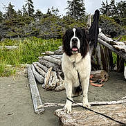 Rocky is registered to the contest to win money with this photo: beach, black_and_white, dog, driftwood, evergreen_trees, fluffy, forest, large_dog, leash, log_fort, nature, open_mouth, outdoors, pet, portrait, saint_bernard, sand, standing, tongue, wood