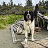 beach, black_and_white, dog, driftwood, evergreen_trees, fluffy, forest, large_dog, leash, log_fort, nature, open_mouth, outdoors, pet, portrait, saint_bernard, sand, standing, tongue, wood