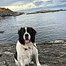 Rocky joined the competition — help win amazing prizes! black_and_white_dog, cloudy_sky, coastline, dog, happy, landscape, leash, mountains, nature, ocean, outdoors, pet, portrait, rocks, rocky_shore, seaside, sitting, tongue_out, travel, water