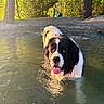 Rocky is registered to the contest to win money with this photo: animal, black_and_white_dog, creek, dog, fluffy, forest, long_hair, nature, outdoors, pet, portrait, reflection, ripples, soggy, sunlight, swimming, tongue, trees, water, wet_dog