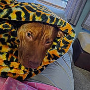 Crash joined the competition — help win amazing prizes! dog, blanket, leopard_print, brown_dog, pet, cozy, indoor, couch, cushion, window, curtain, soft_texture, animal, fur, resting, comfort, snuggling, relaxing, closeup, warm