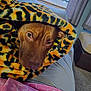 dog, blanket, leopard_print, brown_dog, pet, cozy, indoor, couch, cushion, window, curtain, soft_texture, animal, fur, resting, comfort, snuggling, relaxing, closeup, warm
