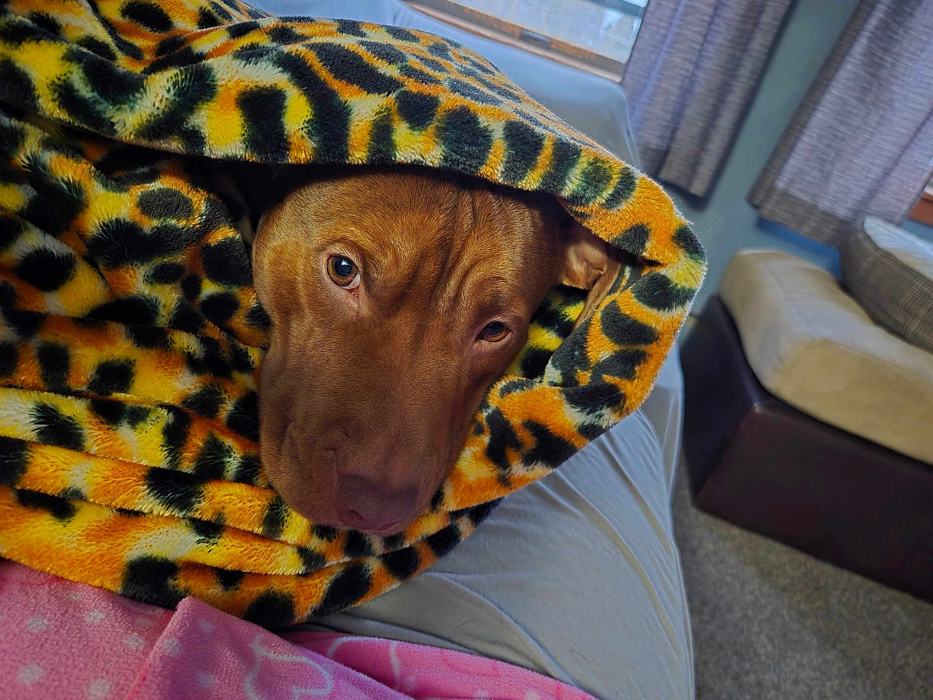 Crash joined the competition — help win amazing prizes! dog, blanket, leopard_print, brown_dog, pet, cozy, indoor, couch, cushion, window, curtain, soft_texture, animal, fur, resting, comfort, snuggling, relaxing, closeup, warm