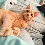Miso is registered to the contest to win money with this photo: cat, dog, orange_cat, tabby_cat, black_dog, pet, bed, blanket, pillow, paws, whiskers, fur, eyes, indoor, resting, curious, close_up, portrait, cozy, tattooed_arm
