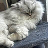 Luna joined the competition — help win amazing prizes! cat, fluffy, sleeping, pet, feline, cozy, paw, fur, indoor, resting, cute, animal, mammal, soft, closeup, relaxing, whiskers, tabby, domestic, nap