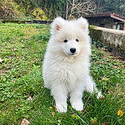 Albus participe au concours pour gagner de l'argent avec cette photo : puppy, dog, white, fluffy, grass, outdoor, nature, greenery, trees, animal, young, cute, pet, fur, sitting, garden, stone, rustic, peaceful, adorable