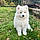 Albus