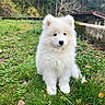 puppy, dog, white, fluffy, grass, outdoor, nature, greenery, trees, animal, young, cute, pet, fur, sitting, garden, stone, rustic, peaceful, adorable