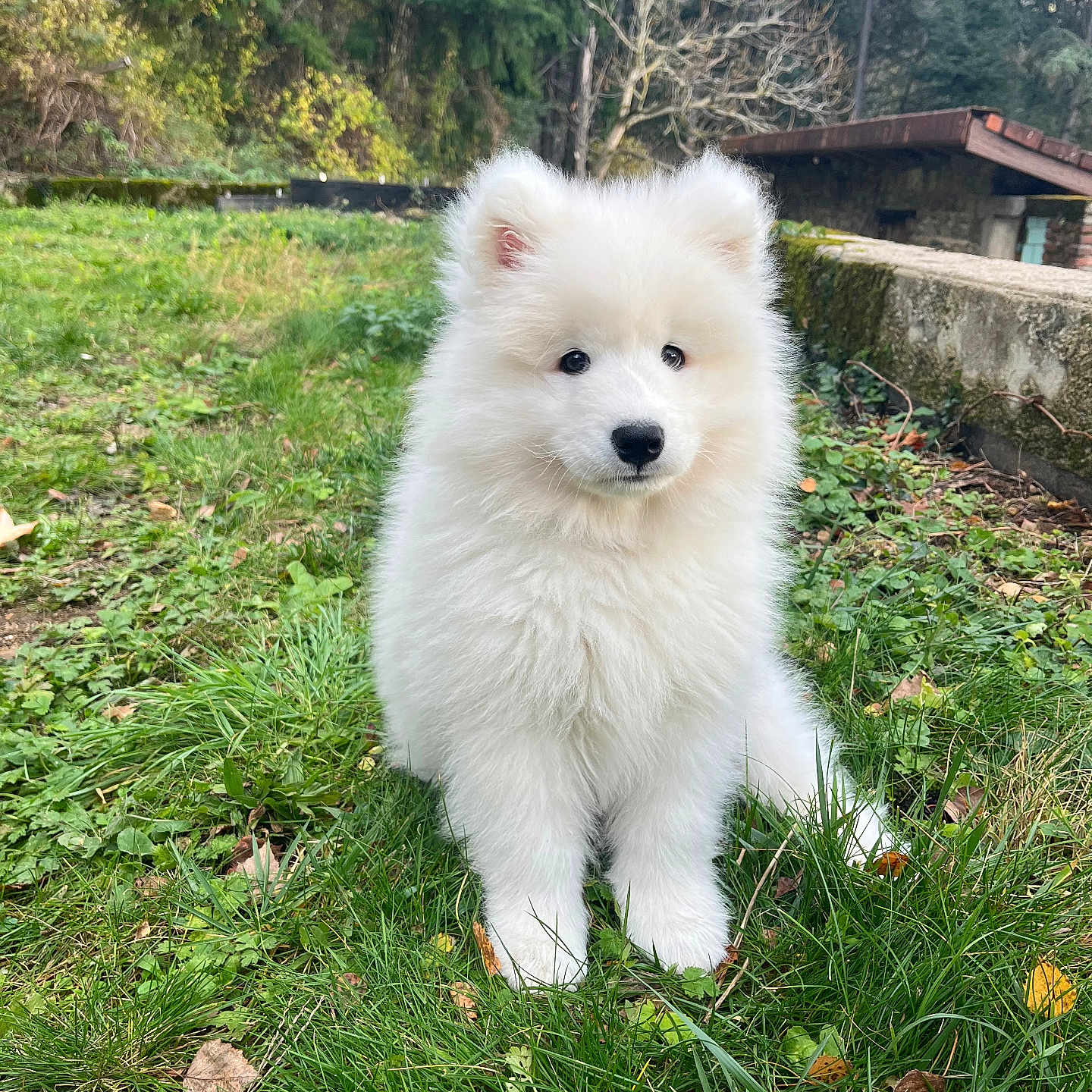 Albus participe au concours pour gagner de l'argent avec cette photo : puppy, dog, white, fluffy, grass, outdoor, nature, greenery, trees, animal, young, cute, pet, fur, sitting, garden, stone, rustic, peaceful, adorable
