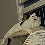 Star joined the competition — help win amazing prizes! animal, black_and_white_cat, cat, comfort, domestic_animal, fan, feline, fur, home, household, indoor, lazy, looking, perch, pet, relaxed, resting, whiskers, window, window_blinds