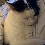 Star is registered to the contest to win money with this photo: animal, black_and_white, blanket, cat, closeup, comfort, cozy, cute, domestic, feline, fur, indoor, nap, peaceful, pet, relaxation, resting, sleeping, soft, whiskers