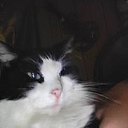 Gibbs joined the competition — help win amazing prizes! animal, black_and_white, blurred, cat, close_up, cute, dim_light, domestic_cat, face, fan, feline, fur, household, indoor, pet, pink_nose, portrait, whiskers, wooden_wall