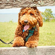 Canelo joined the competition — help win amazing prizes! dog, curly_fur, leash, harness, tongue_out, wooden_fence, grass, outdoor, daylight, pet, playful, happy, brown_fur, canine, nature, summer, cute, animal, greenery, sky